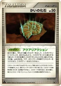 Fossile Nautile